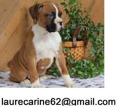 Cute Boxer Puppies for sale