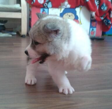 Stunning Akita Puppies