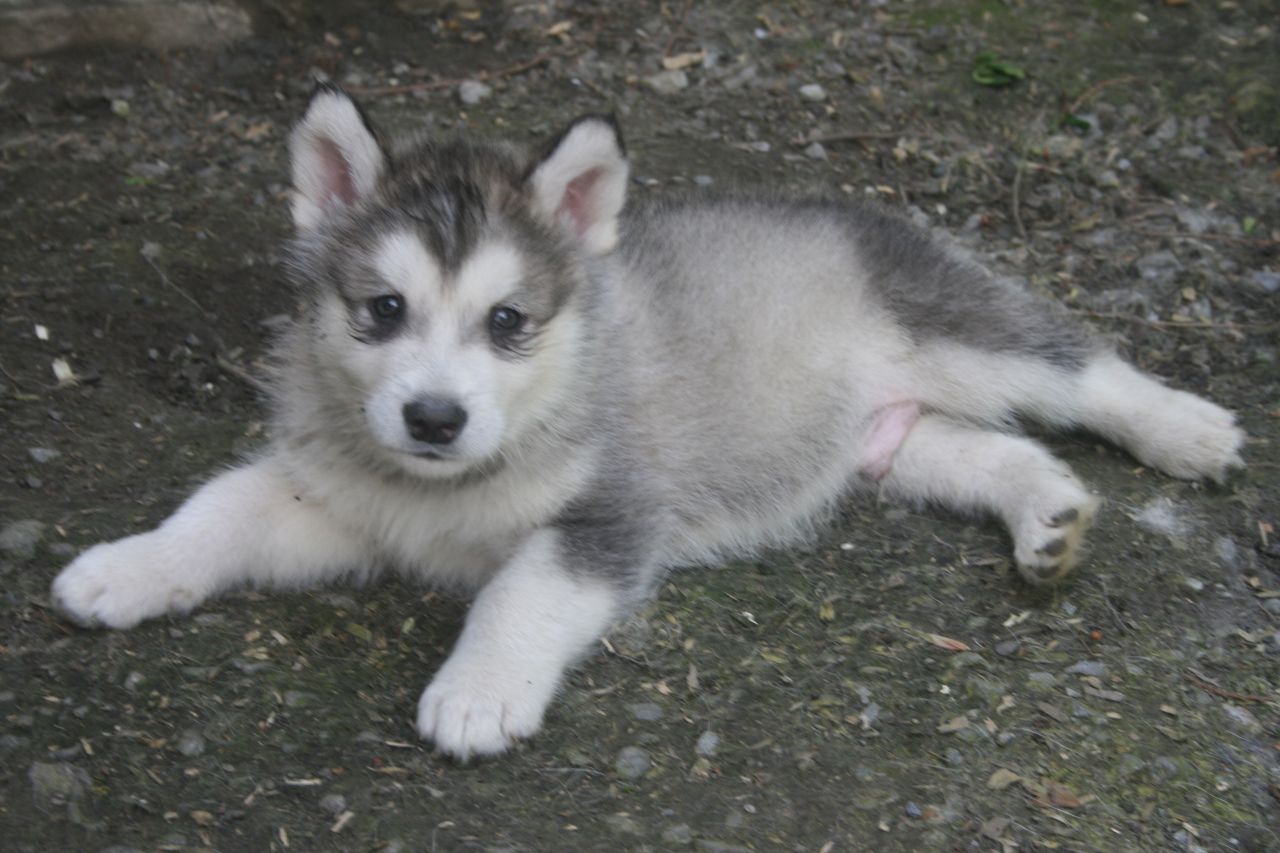 Alaskan Malamute Puppies For Sale