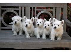 Beautiful West Highland White Puppies