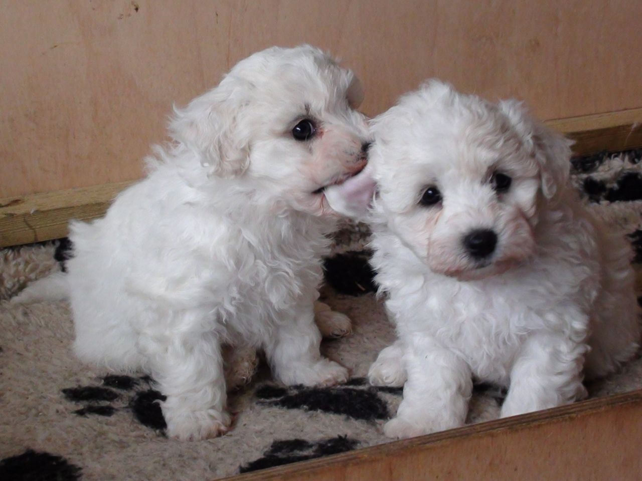 Beautiful Little Bichon Frise Babies