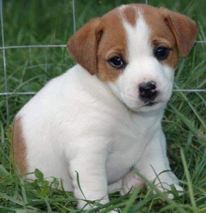 Beautiful Jack Russell Puppies for sale