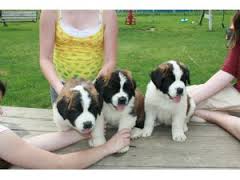  Gorgeous St Bernard Pups