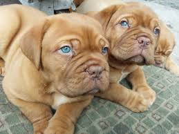 Dogue De Bordeaux Puppies