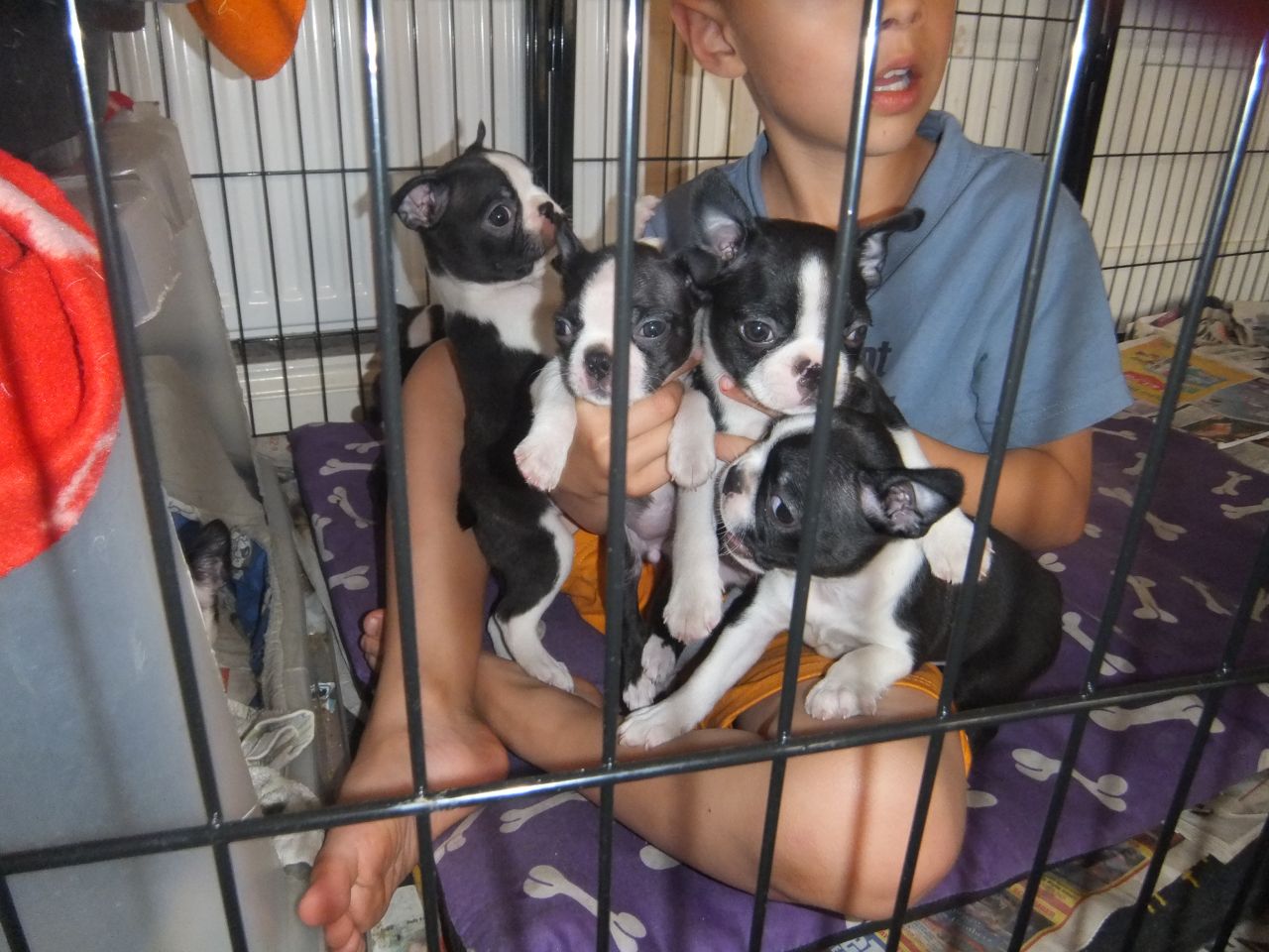 Boston Terrier For Sale