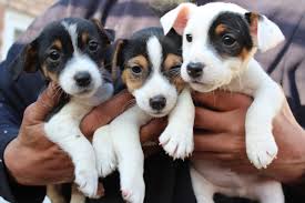 Jack Russell puppies