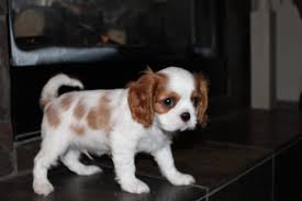 Cavalier king charles pups