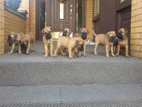 Chunky Bullmastiffs Puppies For Sale.