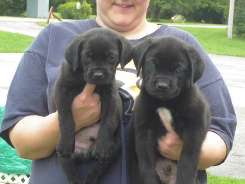 Cane Corso Puppies