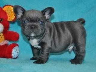 SWEETEST FRENCH BULLDOG ADPOTION