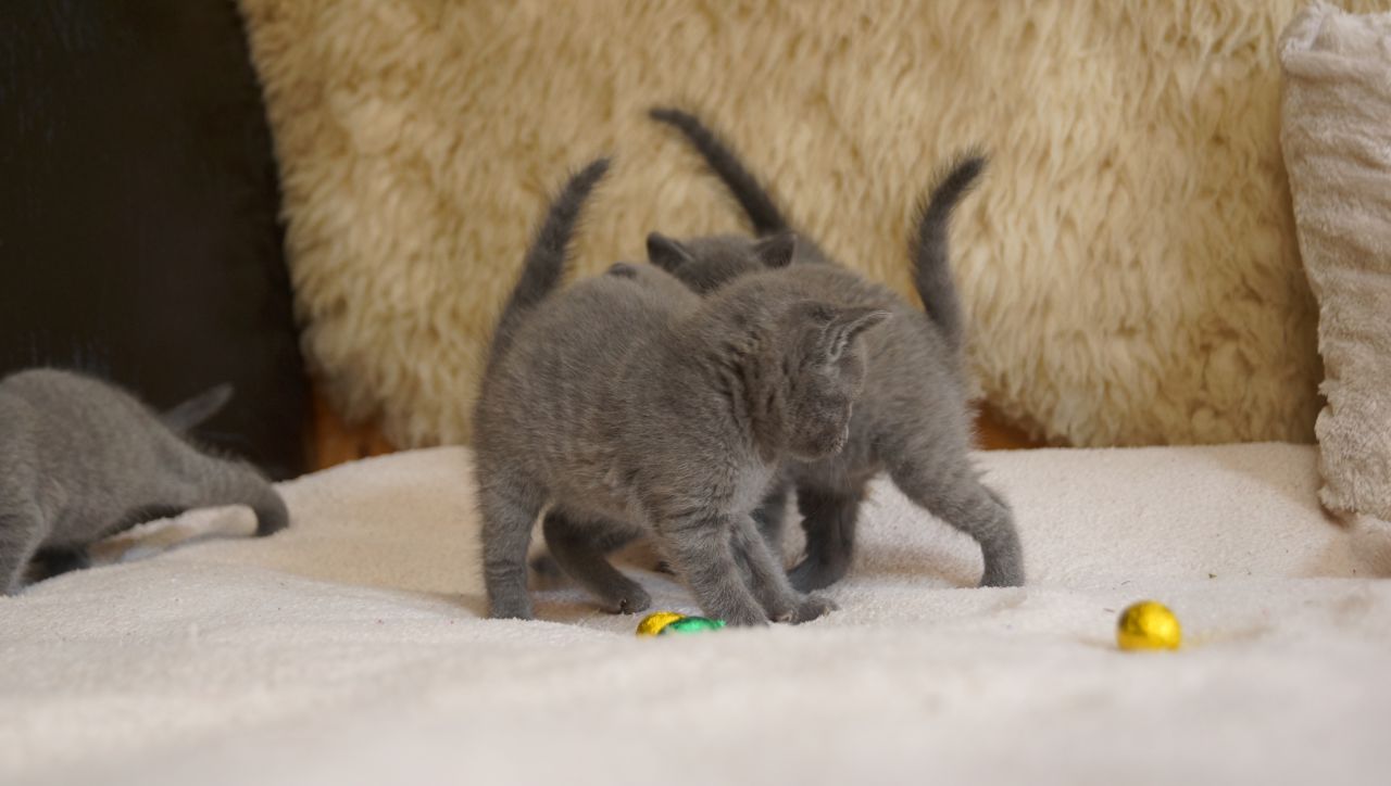 Pedigree\′ Russian Blue\′s