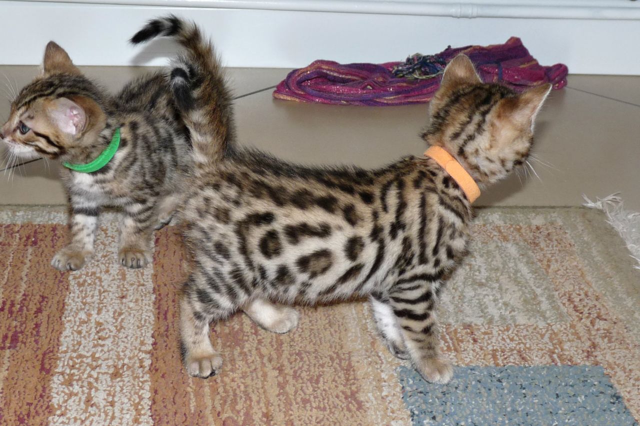  Beautiful Bengal Kittens 