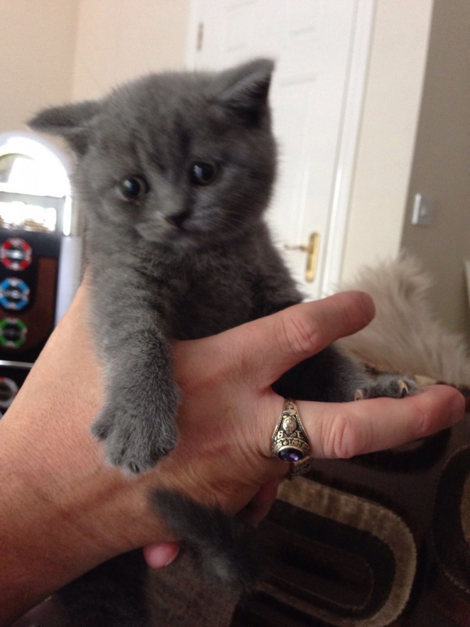 Stunning Pedigree Gccf Reg Bsh Kittens For Sale