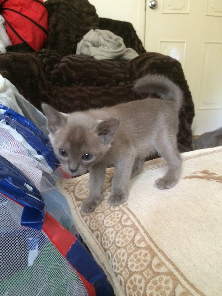  Beautiful Burmese Kittens