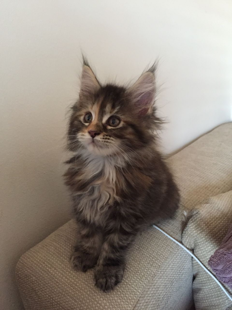 Beautiful Gccf Reg Maine coon Kittens