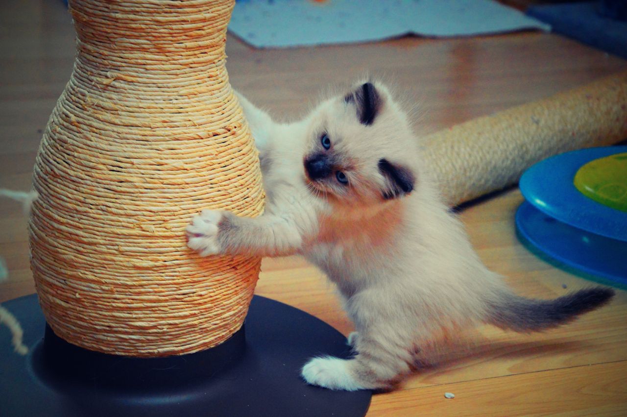 Beautiful Ragdoll Kittens