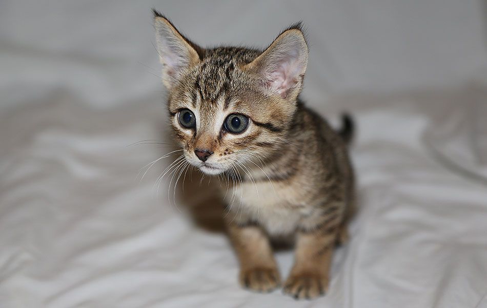 Gorgeous Tica Reg  Savannah Kittens 