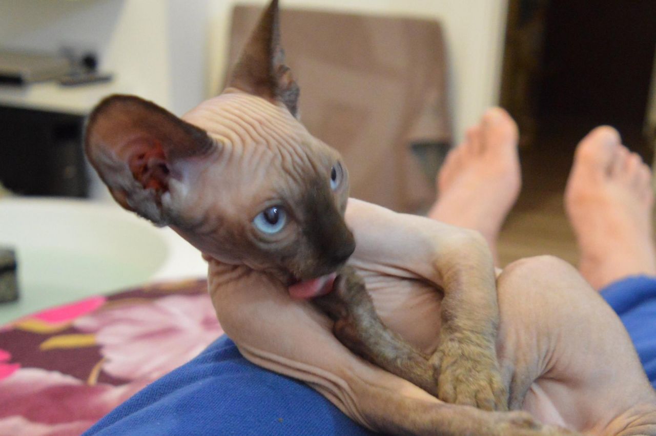 Beautiful Full Sphynx Kittens