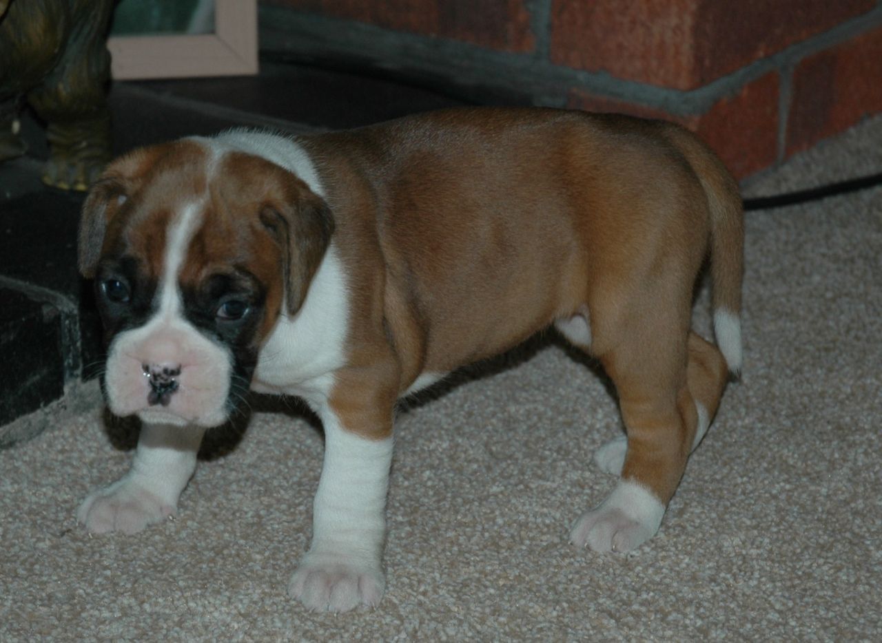  Stunning Boxer Puppies Kc Reg. Ready Now