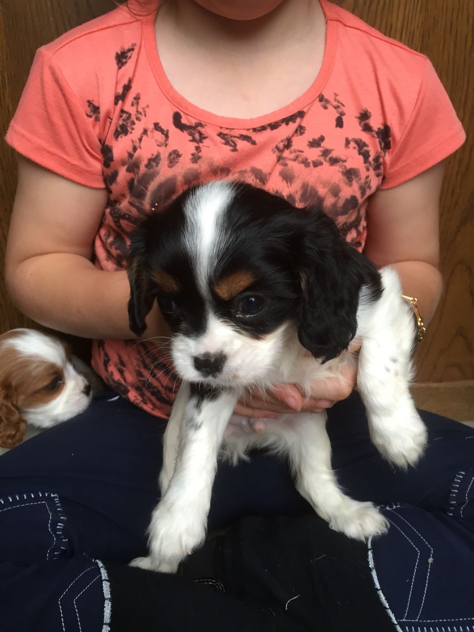  Beautiful Cavalier King Charles Spaniel