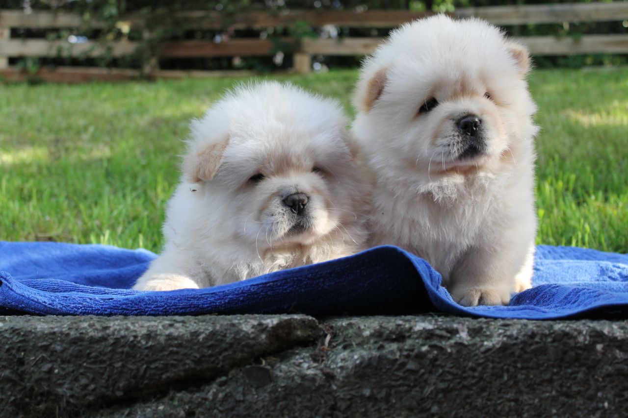 Pure Breed Chow Chow Puppies