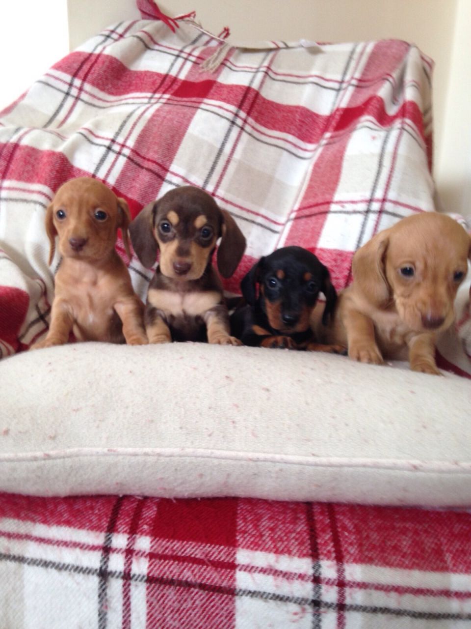 Miniature Dachshund Puppies