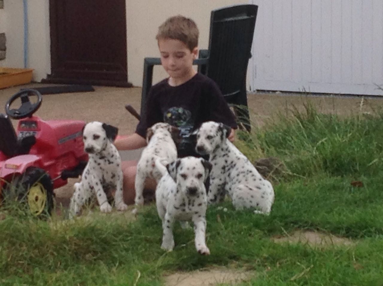  Beautiful Dalmatian Puppies