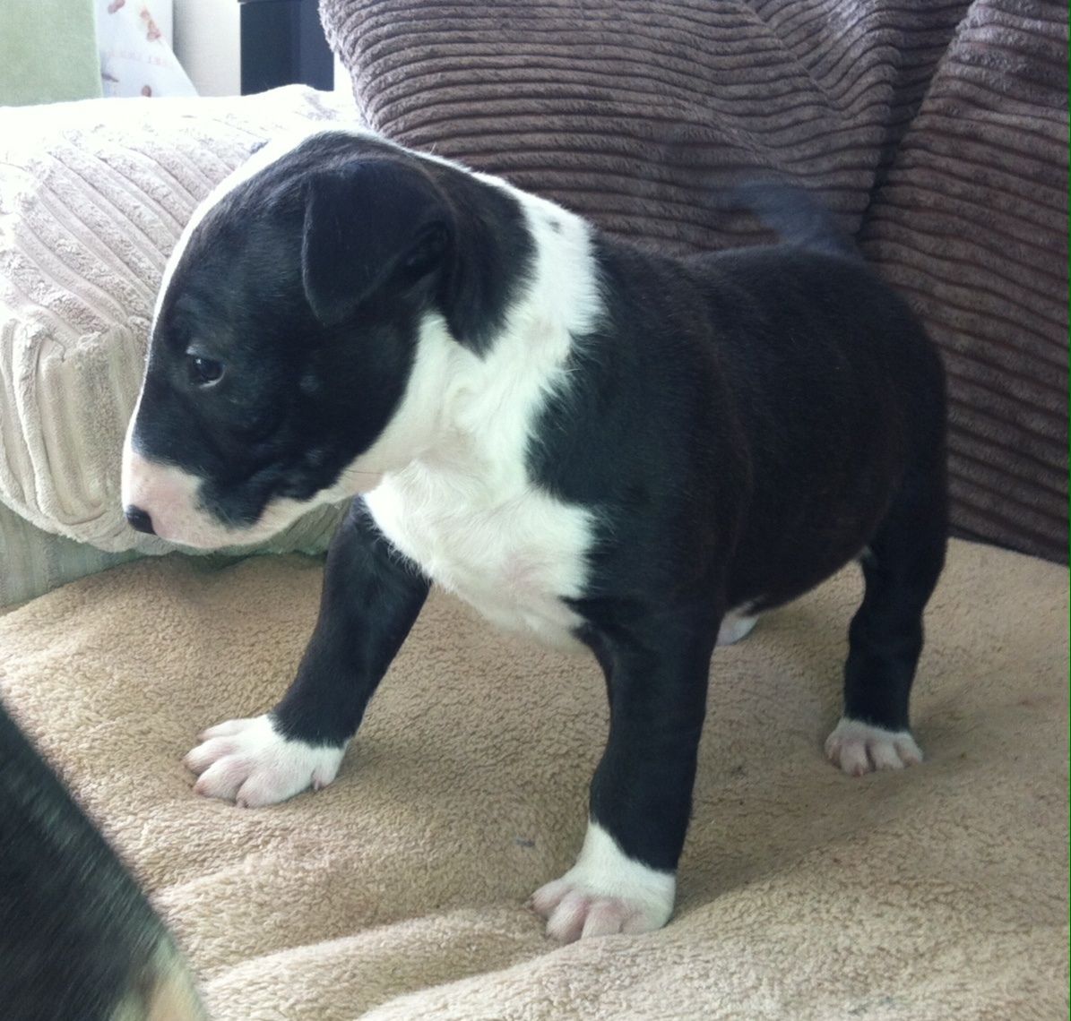  Bull Terrier Puppies