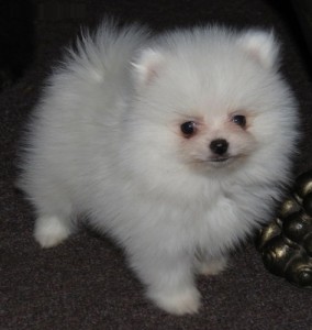 Male and Female Pomeranian Puppies