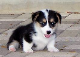 Cardigan Welsh Corgi puppies