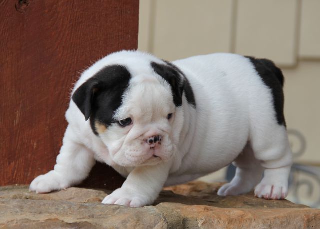 Healthy English Bulldog Puppies