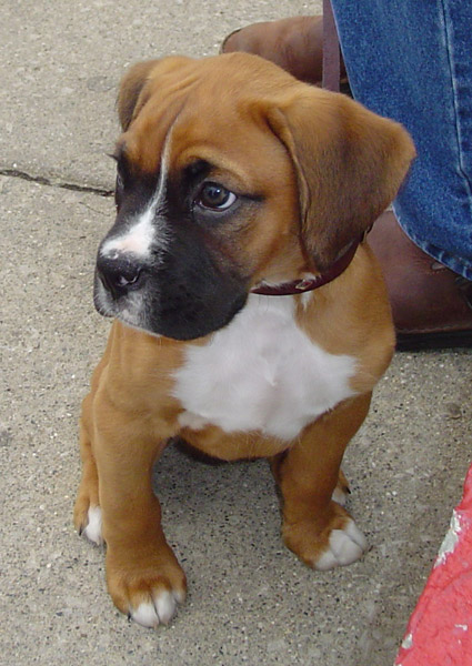 Beautiful boxer puppies