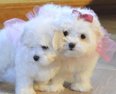 Registered, 4 Mini Maltese puppies