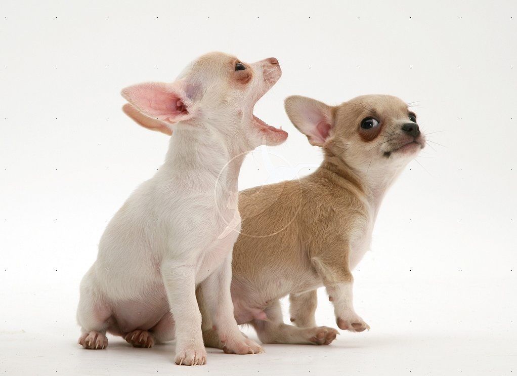 10 weeks old, smooth hair chihuahua puppies