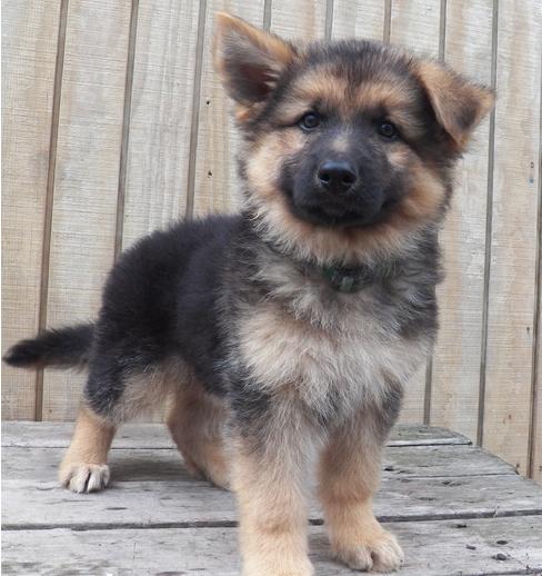 two German shepherd puppies for adoption