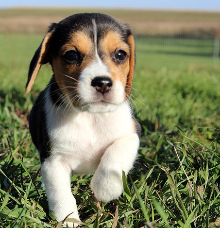 A fantastic litter of beautiful beagle puppies, ready now for adoption