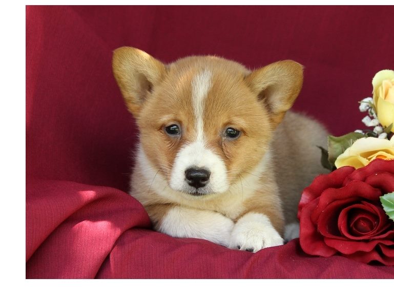 Charming male and female welsh corgi puppy