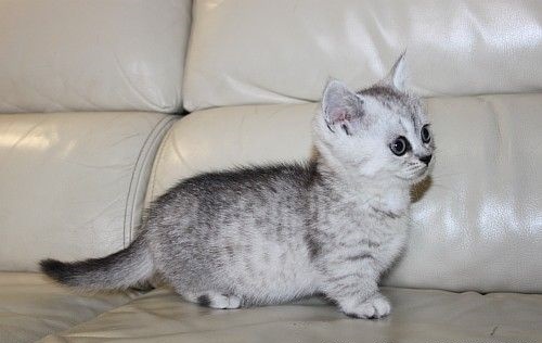 Short Legged Munchkin Kittens Available 