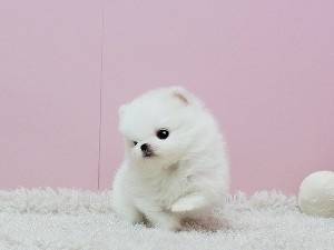 Affectionate Teacup Pomeranian Available