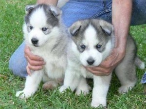 Home Trained Siberian Husky Puppies Available