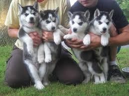 Huskies for sale