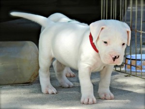 Dogo Argentino Puppies For adoption