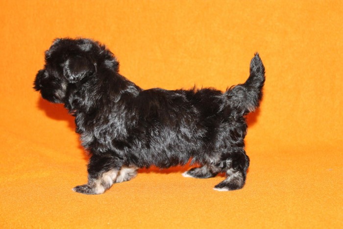 Adorable Havanese Babies