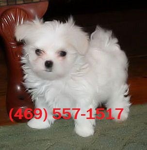 Sweet Teacup Maltese Puppies