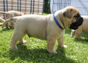Chunky Bullmastif Puppies For adoption
