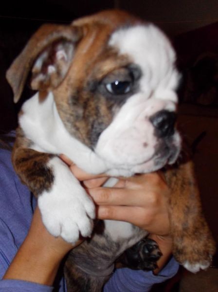 English Bulldog