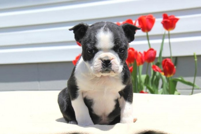 Blue Boston Terrier Puppies (Male)