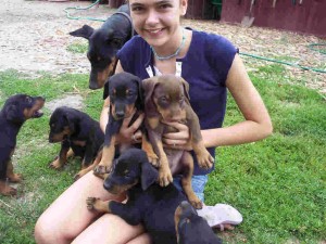 Beautiful Doberman Pinscher Pups