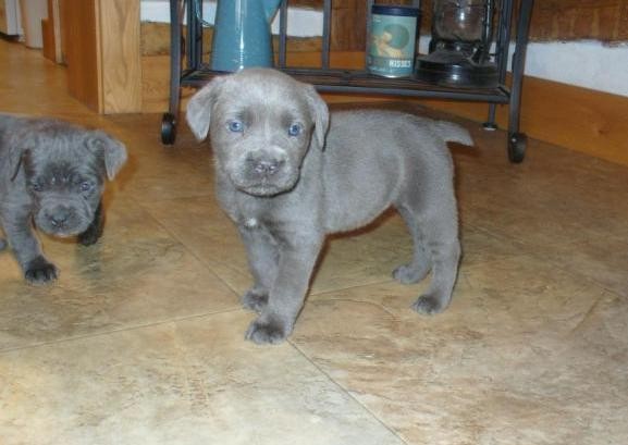 Registered Cane Corso Pup