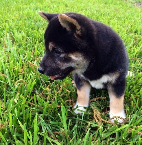 Shiba Inu for adoption